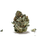 Master Kush